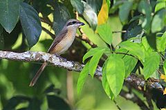 Brown Shrike